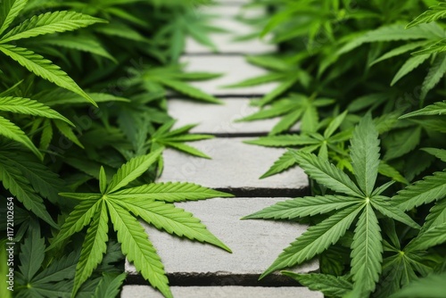 cannabis leaves growth therapy concept. Pathway lined with cannabis leaves leading through a lush green garden. photo