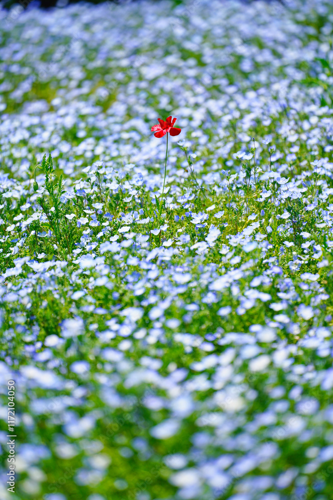 初夏の風景:ネモフィラとポピーの花畑
