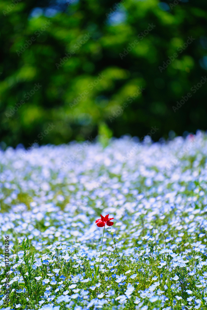 初夏の風景:ネモフィラとポピーの花畑