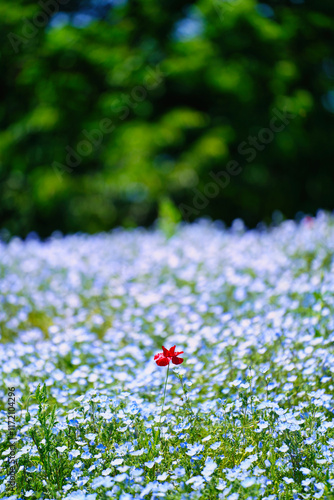 Obraz na płótnie 初夏の風景:ネモフィラとポピーの花畑 w salonie