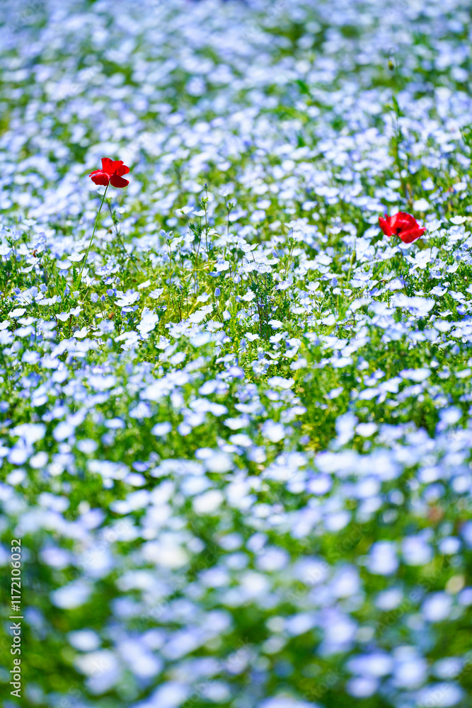 初夏の風景:ネモフィラとポピーの花畑