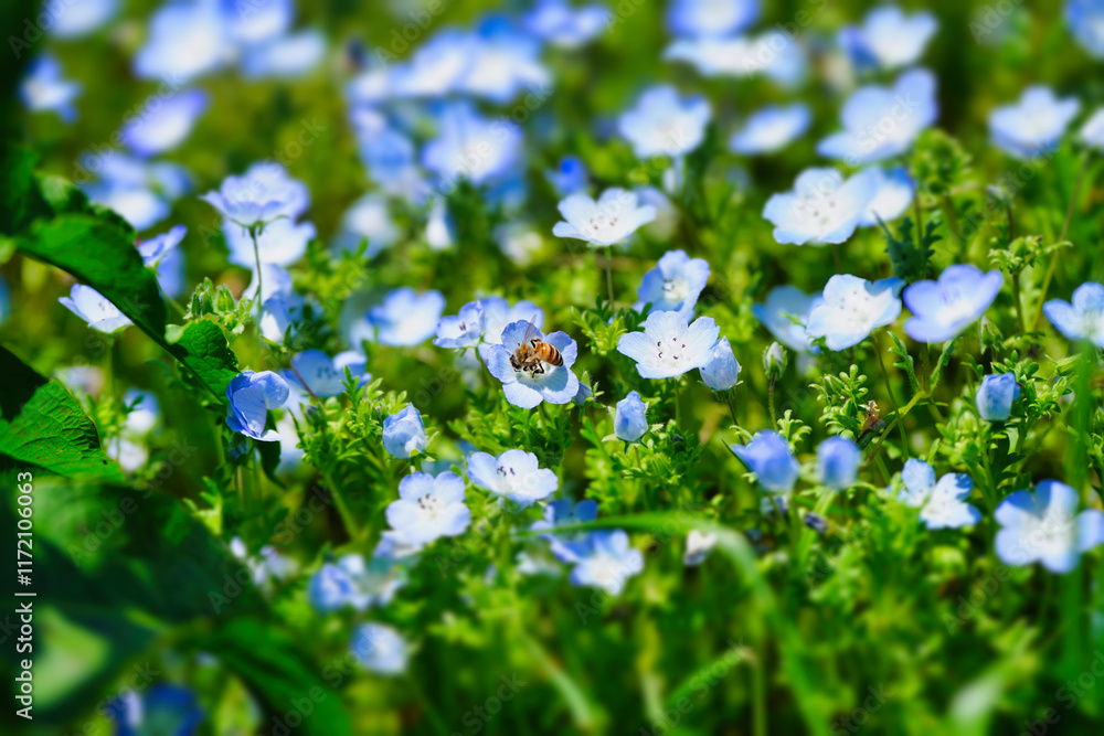 初夏の風景:ネモフィラとポピーの花畑
