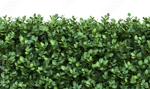 Lush green hedge, dense foliage, natural texture.