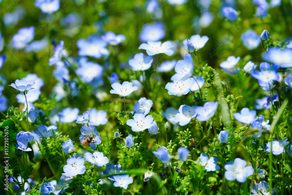 初夏の風景:ネモフィラとポピーの花畑