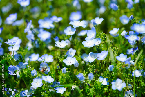 Obraz na płótnie 初夏の風景:ネモフィラとポピーの花畑 w salonie