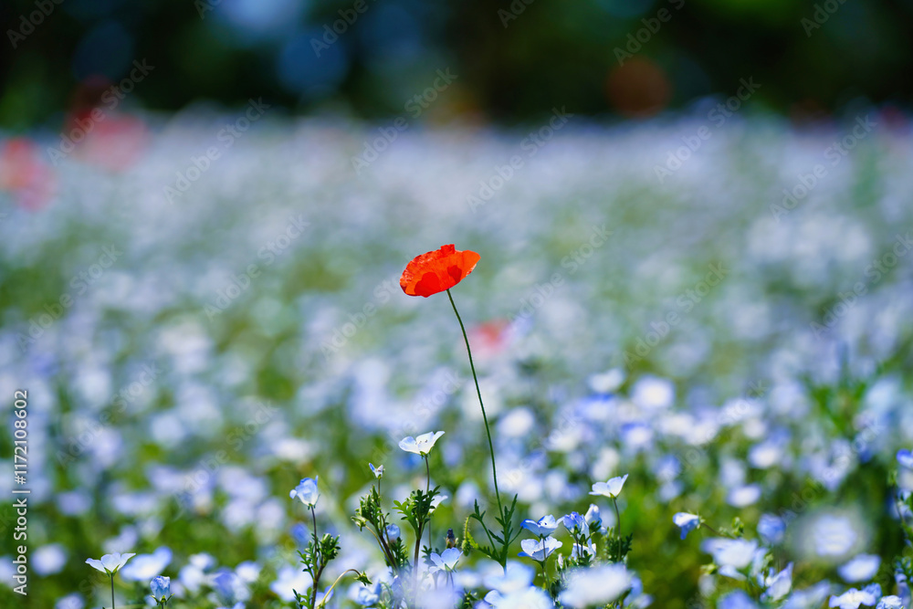 初夏の風景:ネモフィラとポピーの花畑