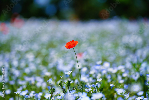 Obraz na płótnie 初夏の風景:ネモフィラとポピーの花畑 w salonie