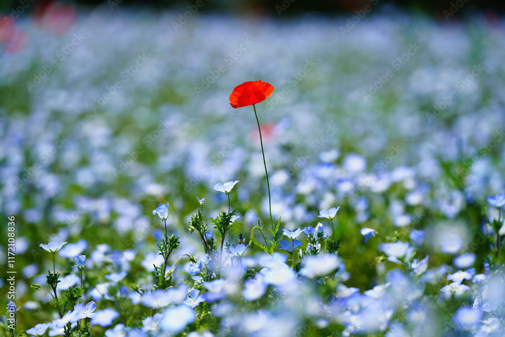 初夏の風景:ネモフィラとポピーの花畑