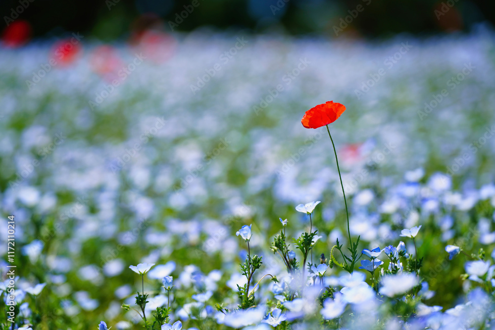 初夏の風景:ネモフィラとポピーの花畑