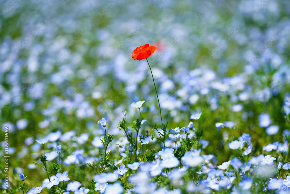 初夏の風景:ネモフィラとポピーの花畑