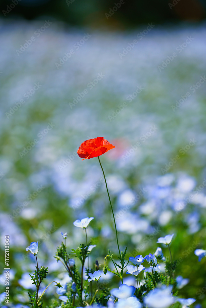 初夏の風景:ネモフィラとポピーの花畑