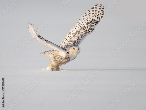 Female Snowy Owl in flight taking off from field covered in snow photo