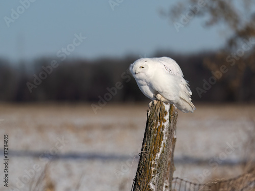 Male Snowy Owl on fence post in early morning photo