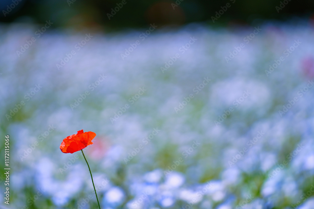 初夏の風景:ネモフィラとポピーの花畑