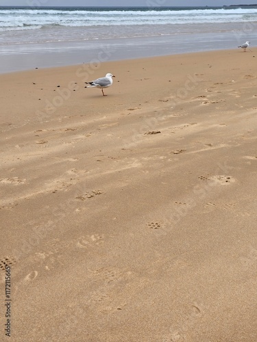 Seagulls on Sandy Beach at Forest Caves, Australia with Ocean Waves in Background - Serene Coastal Scene
