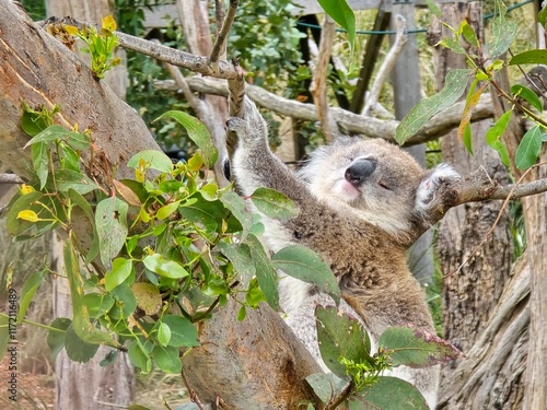 Adorable Koala Bear Climbing Eucalyptus Tree in Natural Habitat, Australia Wildlife Photography