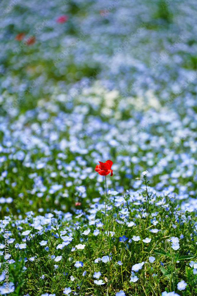 初夏の風景:ネモフィラとポピーの花畑