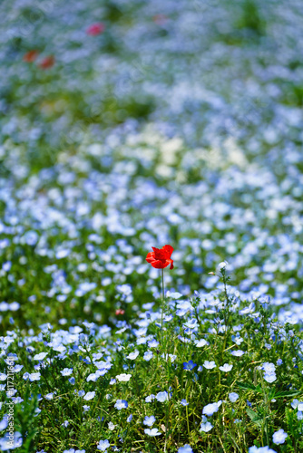 Obraz na płótnie 初夏の風景:ネモフィラとポピーの花畑 w salonie