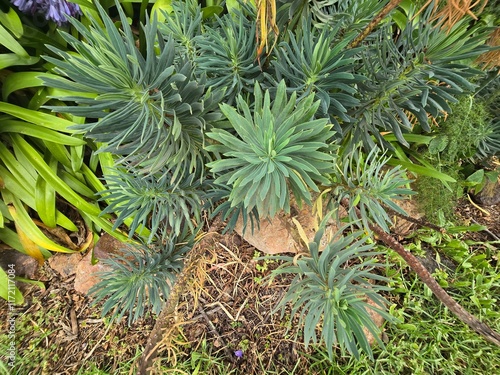 Close-up of Unique Green Succulent Plant with Rosette Leaves in Australian Garden