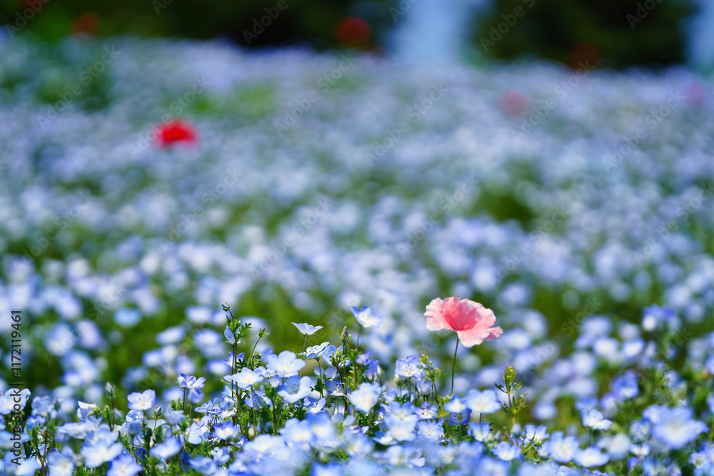初夏の風景:ネモフィラとポピーの花畑