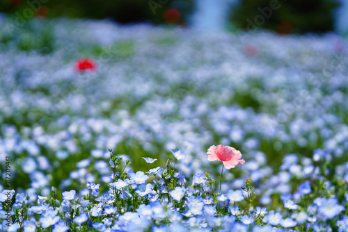 Obraz na płótnie 初夏の風景:ネモフィラとポピーの花畑 w salonie