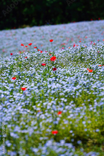 初夏の風景：ネモフィラとポピーの花畑