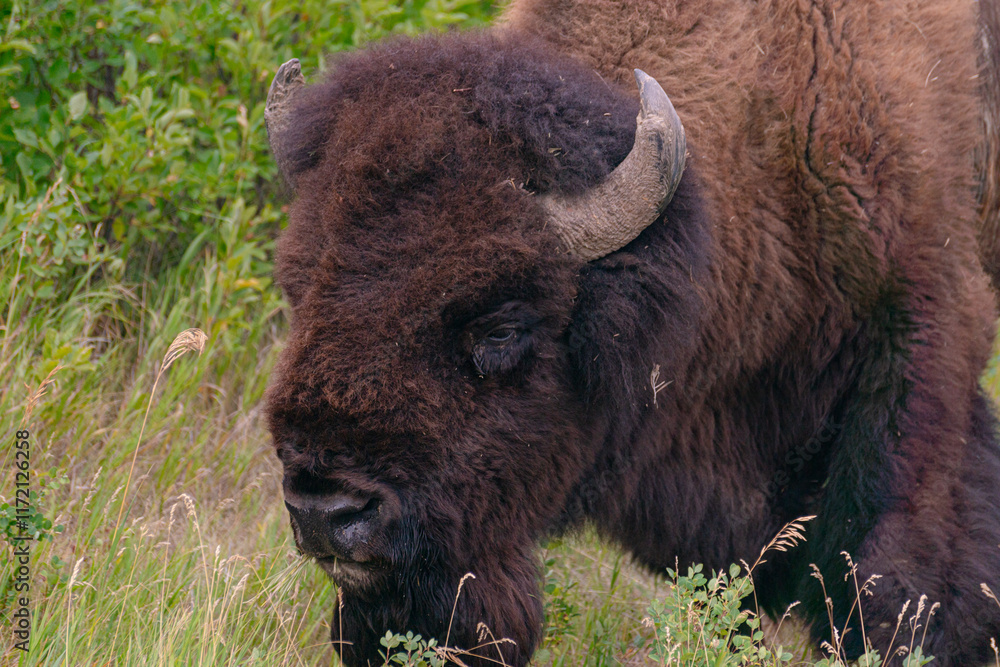 Bison Bison