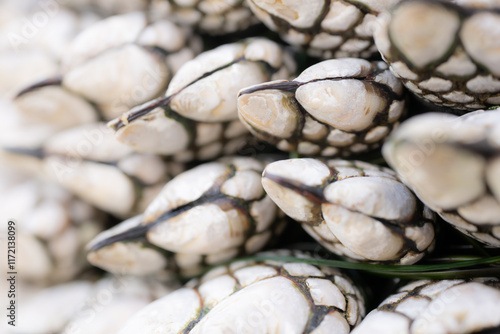 Bright White Color of Gooseneck Barnacles At Low Tide photo