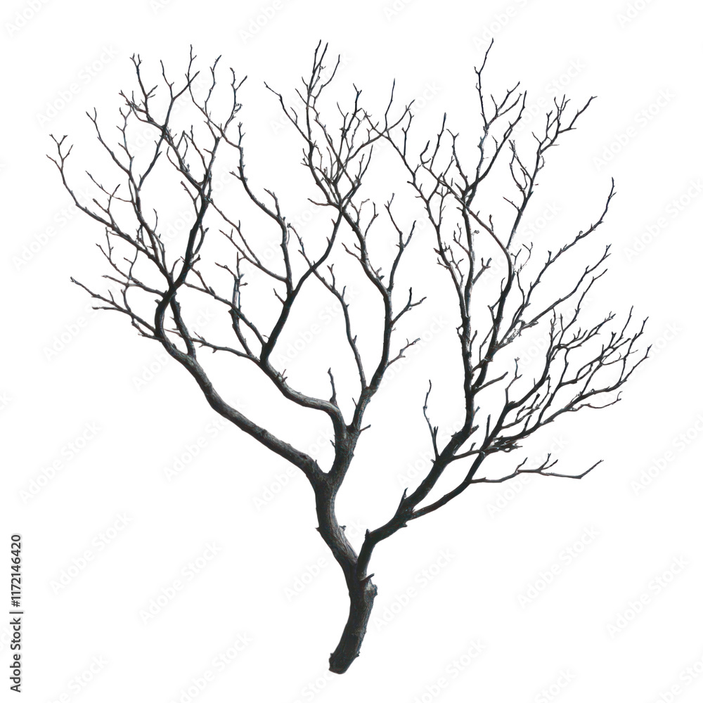 Fototapeta premium A branched plant sculpture with no leaves 