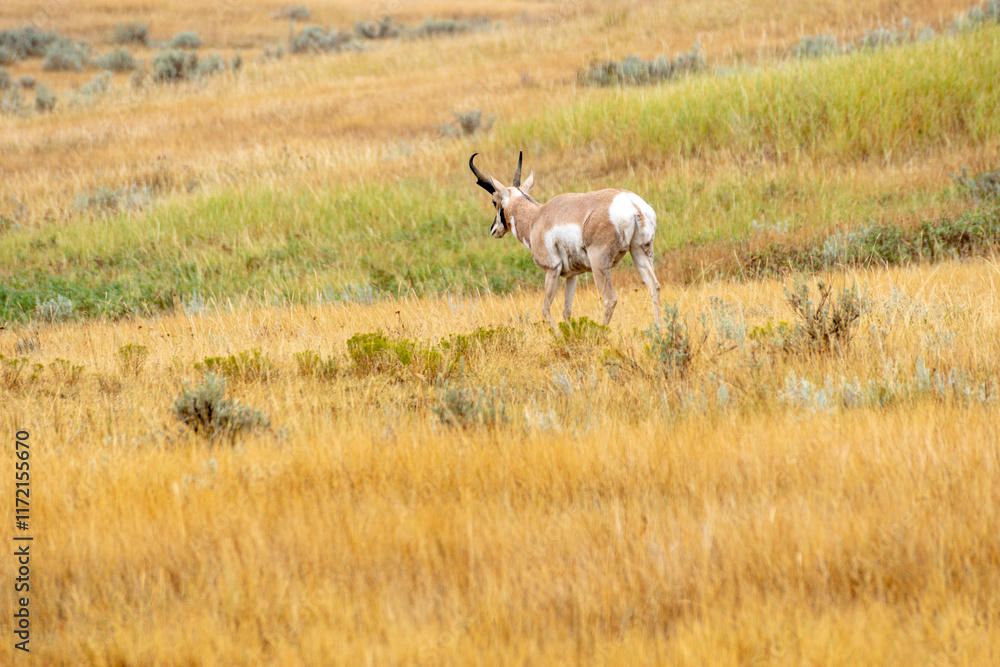 Naklejka premium Pronghorn