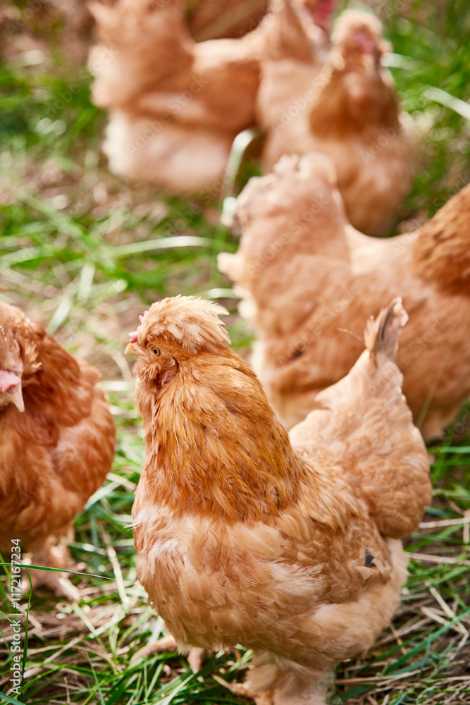 Fototapeta premium Healthy Beijing chicken walking on the grass in a free-range state