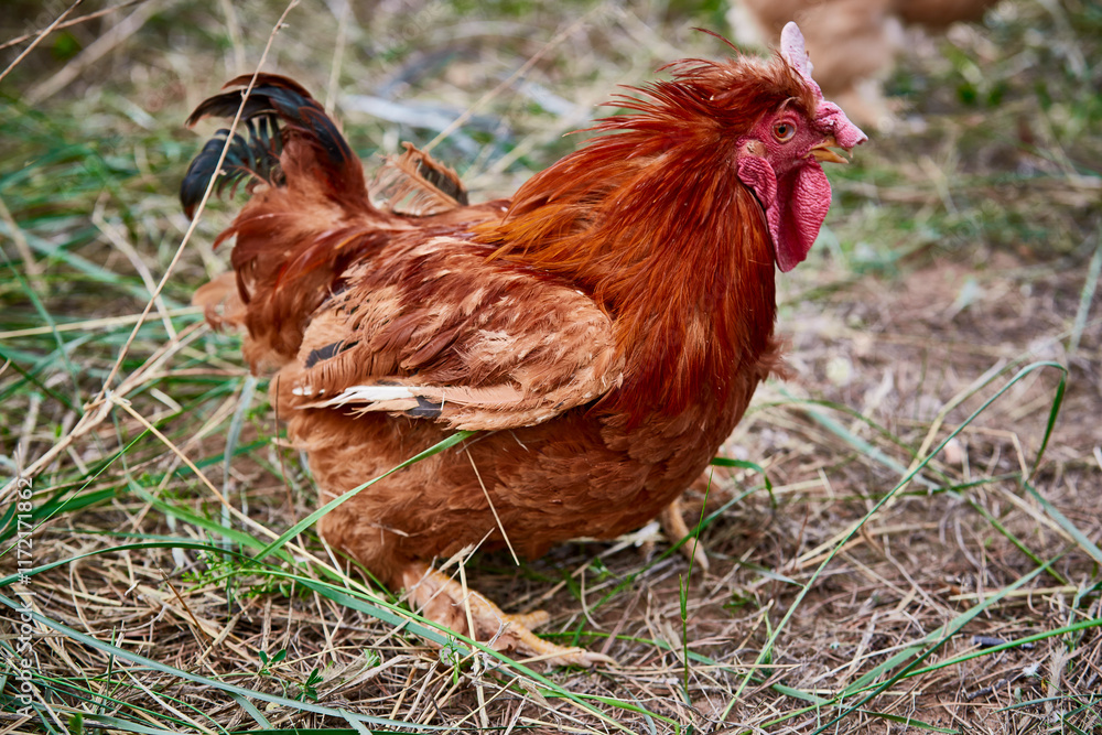 Fototapeta premium Healthy Beijing chicken walking on the grass in a free-range state