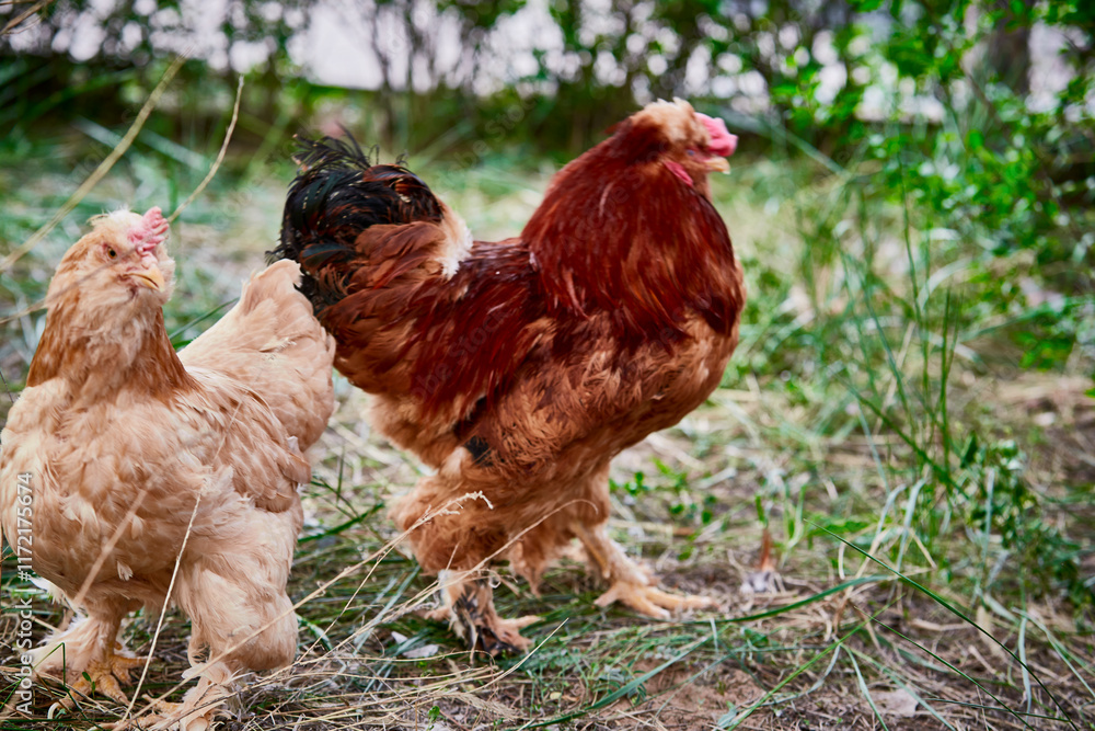 Fototapeta premium Healthy Beijing chicken walking on the grass in a free-range state