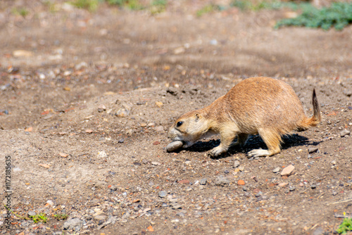 Black-tailed Praire Dog photo