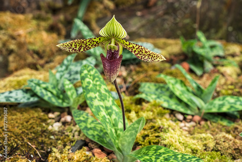 Beautiful rare wild orchids (Paphiopedilum sukhakulii) in tropical forest of Thailand. photo