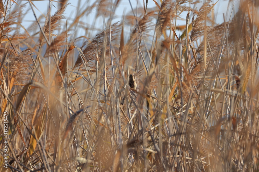 Fototapeta premium Winter Japanese pampas grass and Protected-colored Common Reed Bunting 