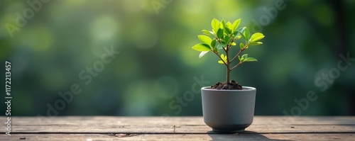 Miniature tree in gray pottery pot grows slowly, plant, tree photo