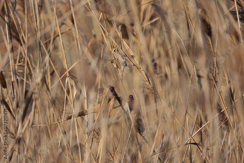 Winter Japanese pampas grass and Protected-colored Common Reed Bunting  photo