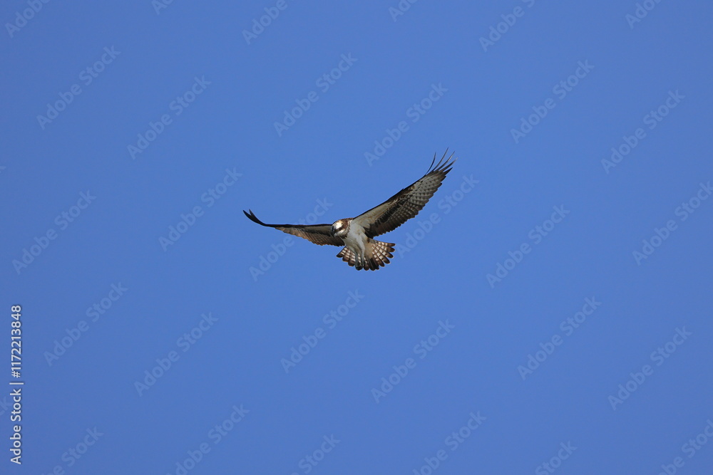 Obraz premium Osprey aiming at the fish of its prey at Kakogawa River Estuary