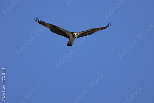 Osprey aiming at the fish of its prey at Kakogawa River Estuary
