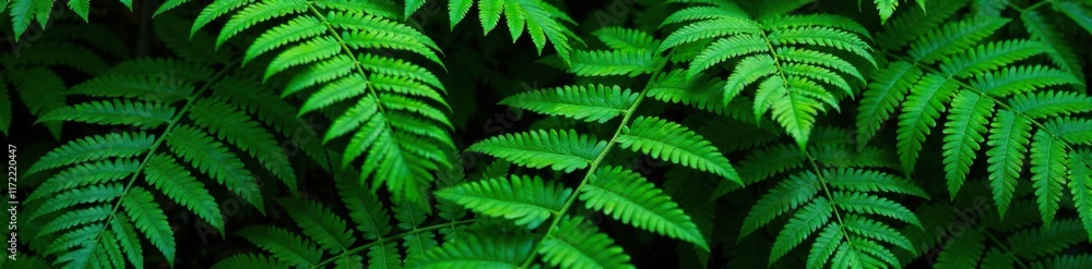 Obraz premium Overlapping fern fronds in a lush arrangement, plants, vegetation, botanic garden
