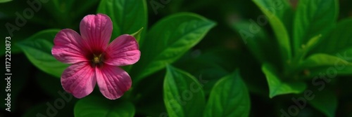 Unique single pink flower among dense green leaves, single bloom, pink curcuma