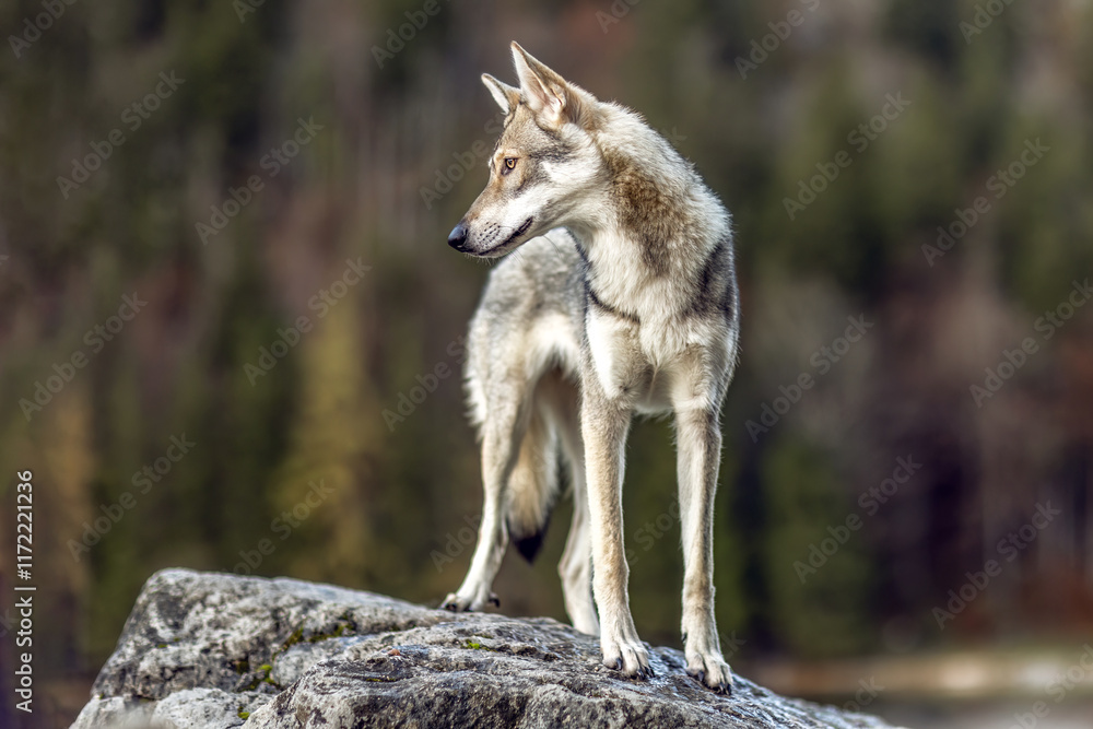 Fototapeta premium Autumnal portrait of a wolf dog hybrid outdoors