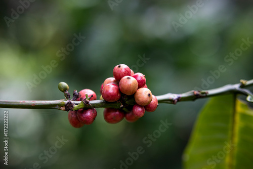 Coffee Beans on a branch