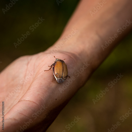 Little bug on the palm