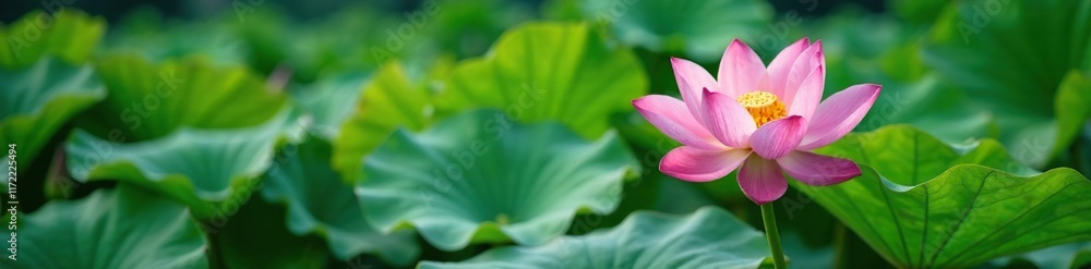 Green lotus leaves surround a central bloom in lake, green, lake lotus flowers green leaves surrounding blooms, peaceful Green lotus leaves surround a central bloom in lake, green, lake lotus flowers green leaves surrounding blooms, peaceful
