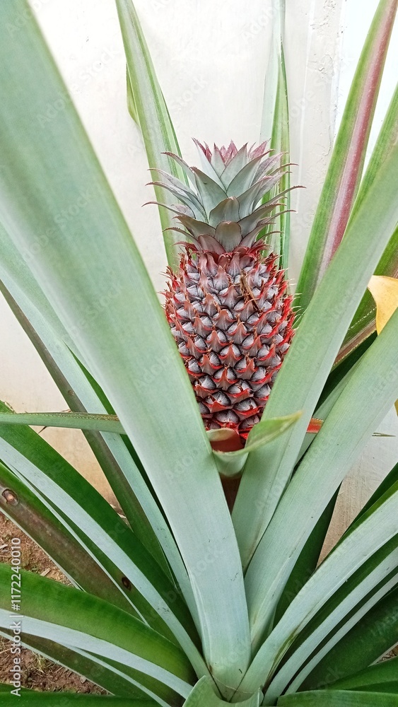 The pineapple looks almost ripe with pink and yellow colors. Pineapple leaves are dark green and long. They look healthy and fertile. The pineapple looks almost ripe with pink and yellow colors. Pineapple leaves are dark green and long. They look healthy and fertile.