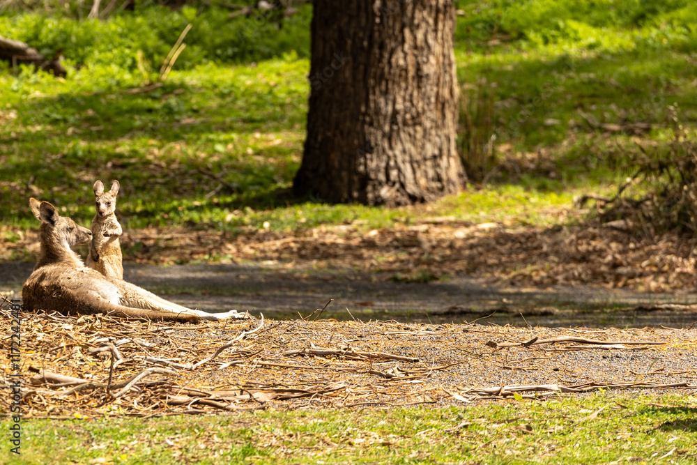 A female Eastern grey kangaroo (Macropus giganteus) with Joey. Late afternoon. Victoria. A female Eastern grey kangaroo (Macropus giganteus) with Joey. Late afternoon. Victoria.