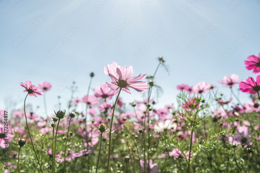 Beautiful cosmos flowers blooming in garden with sun. Nature background. Beautiful cosmos flowers blooming in garden with sun. Nature background.