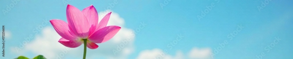Soft pink petals against a blue sky background, lotus, pink Soft pink petals against a blue sky background, lotus, pink